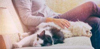 Gyilkossá váló háziállataink – de nem úgy, ahogy gondolnánk! Gyilkossá váló háziállataink – de nem úgy, ahogy gondolnánk!