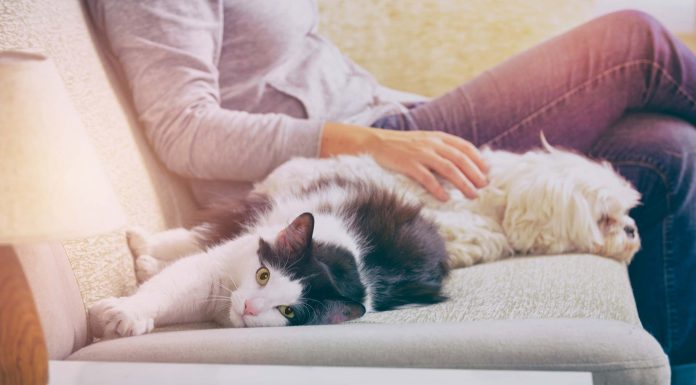 Gyilkossá váló háziállataink – de nem úgy, ahogy gondolnánk! Gyilkossá váló háziállataink – de nem úgy, ahogy gondolnánk!