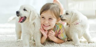 Trendi kiskutyák Trendi kiskutyák