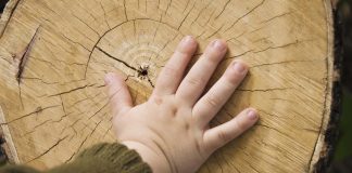 Boruló korfa Boruló korfa