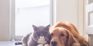 A macskát tartók okosabbak, a kutyások meghízhatóbbak A macskát tartók okosabbak, a kutyások meghízhatóbbak