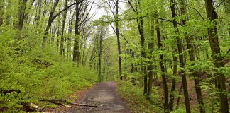 Kéktúra a hazai erdőkben