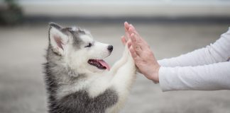 Állatok, akik értünk élnek vagy halnak