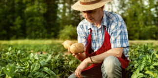 Pityóka és földi alma