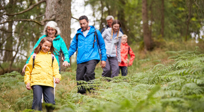 Túra az erdő fölött – lombkorona tanösvények