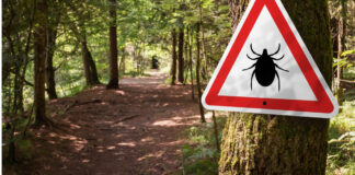 Jön az enyhébb idő és jönnek a kullancsok is