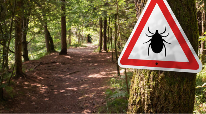 Jön az enyhébb idő és jönnek a kullancsok is